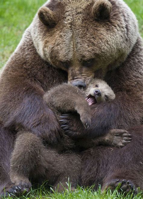 Un Bear Ably Cute Momma Bears Teaching Their Teddy Bears How To Bear