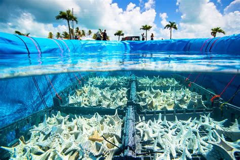 Coral Aquaculture Farms