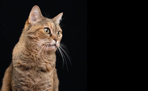 5 Feline Traits Understanding Your Cats Personality