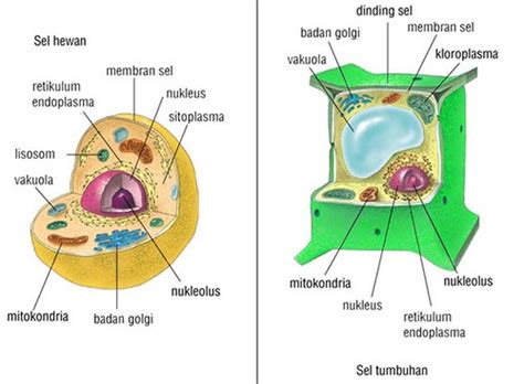 Tabel Perbedaan Sel Hewan Dan Sel Tumbuhan Beserta Fungsinya