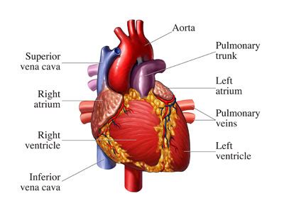 The heart has four chambers: Cardiology Made Simple: Basic Heart Anatomy- The Four Chambers