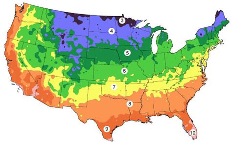 Cold Hardiness Zone Map Palm Trees In Your State