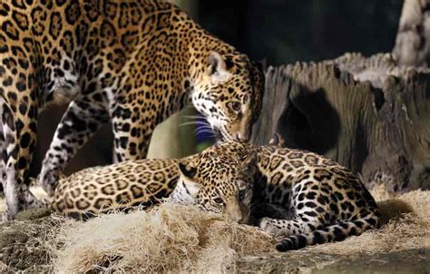 Baby Jaguars Are Named At The Zoo Gagdaily News