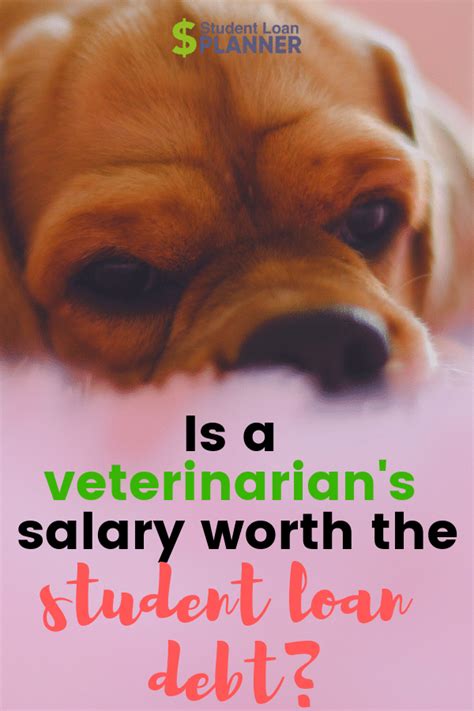 Veterinarian Salary Can You Afford The Student Loan Debt Student