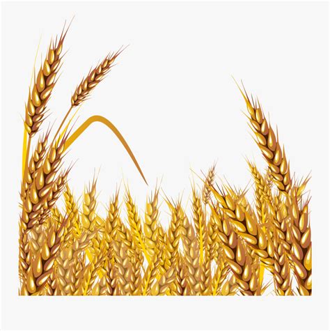 Wheat Fields Clipart Png 10 Free Cliparts Download Images On