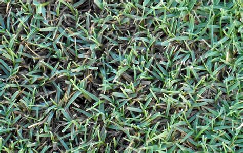Bermudagrass How To Grow And Care For It Lawn Care Blog Lawn Love
