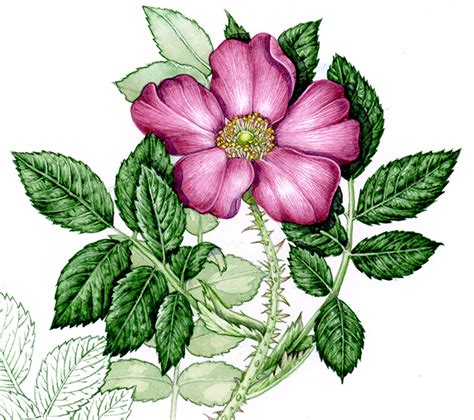 Botanical Illustration Of A Japanese Rose Lizzie Harper