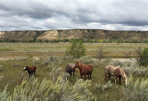 Watch Wild Horses Roam In Theodore Roosevelt National Park In North Dakota