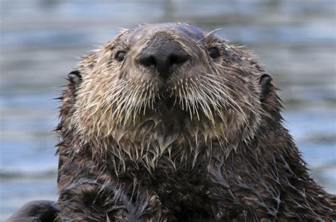 Sea Otter Science Elakha Alliance