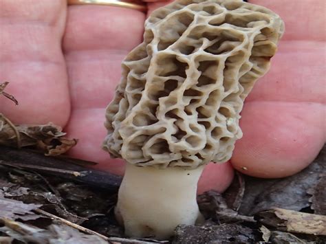 Foraging For Morels In Sc Forests Trees Sc