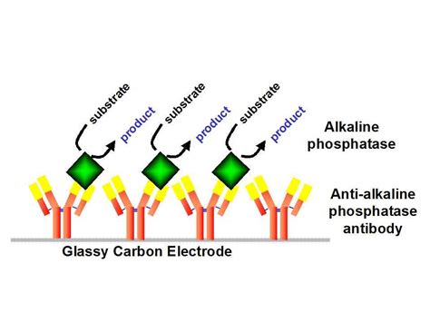 Alkaline phosphatase (alp) (ec number|3.1.3.1) is a hydrolase enzyme responsible for removing phosphate groups from many types of molecules, including nucleotides, proteins, and alkaloids. http://liverbasics.com/alk-phos.html Alkaline phosphatase ...