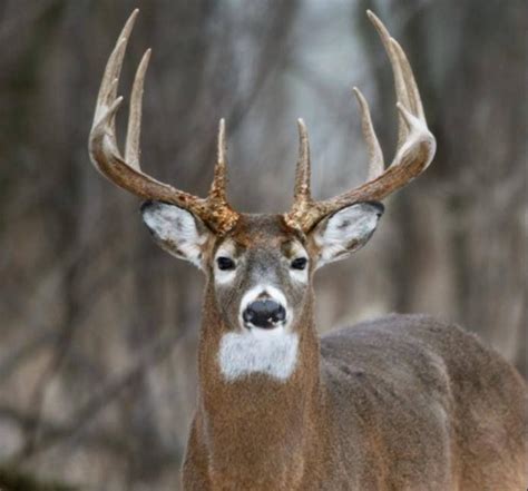 Beautiful 10 Point Whitetail Hunting Whitetail Deer Pictures Big Deer
