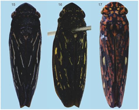 Figures 1517 In Two New Species Of The Sharpshooter Genus Oragua