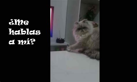 ¿aún No Conoces Al Gato Más Rebelde Mira Este Vídeo Divertido