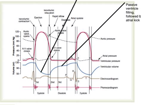 Cardiac Physiology 2 Cardiac Cycle Wiggins Diagram And Pressure Loops