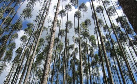 Isolate trees on white background. Gambar Researcher Forest Deskripsi Umum Eucalyptus Spp Genus Dunia Terdiri Lebih di Rebanas ...
