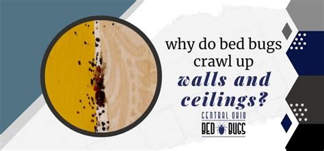 Why Do Bed Bugs Crawl Up Walls And Ceilings Solved 2023