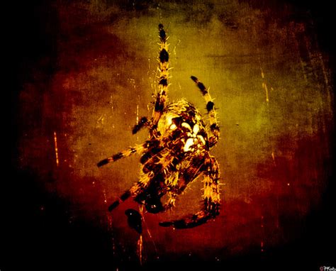 Abstract Spider Art Pkub Flickr