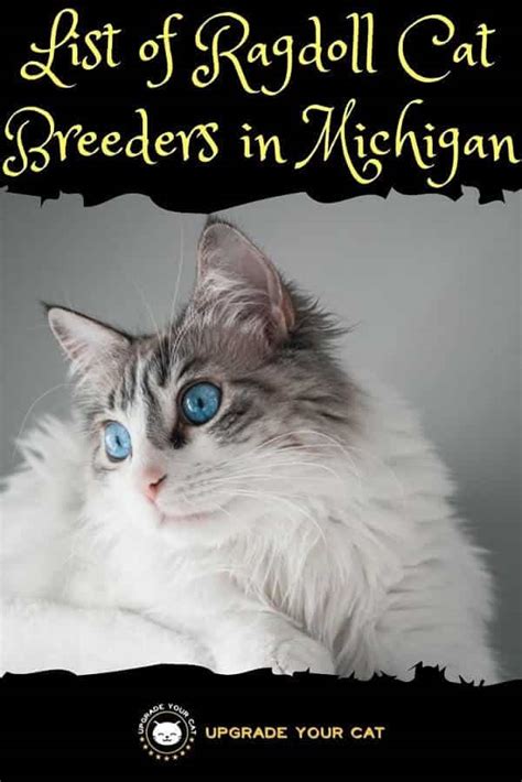 Ragdoll Cat Breeders In Michigan Kittens And Cats For Sale Upgrade