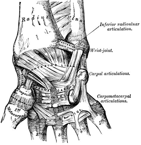 Hand Ligaments Clipart Etc
