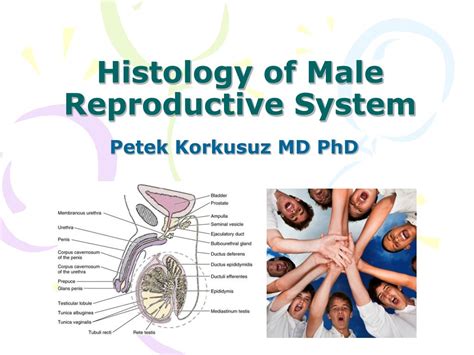 Ppt Histology Of Male Reproductive System Powerpoint Presentation
