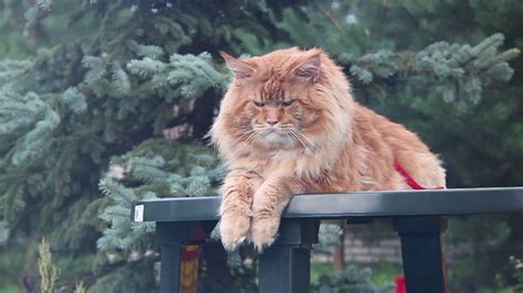 The Largest Maine Coon 25 Photos The Largest Cat In The