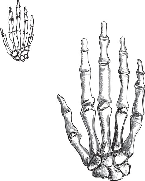 Hand Skeleton Sketch Illustration Vector Art Drawing 11854211 Vector