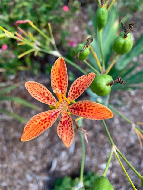 25 Blackberry Lily Or Leopard Lily Seedsbelamcanda Chinensis Or Iris