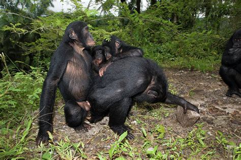 Chimpanzee Mating