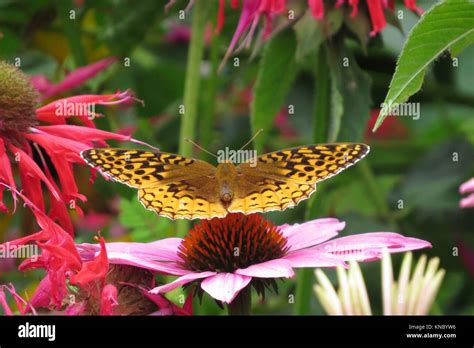 Great Spangled Fritillary Butterfly Stock Photo Alamy