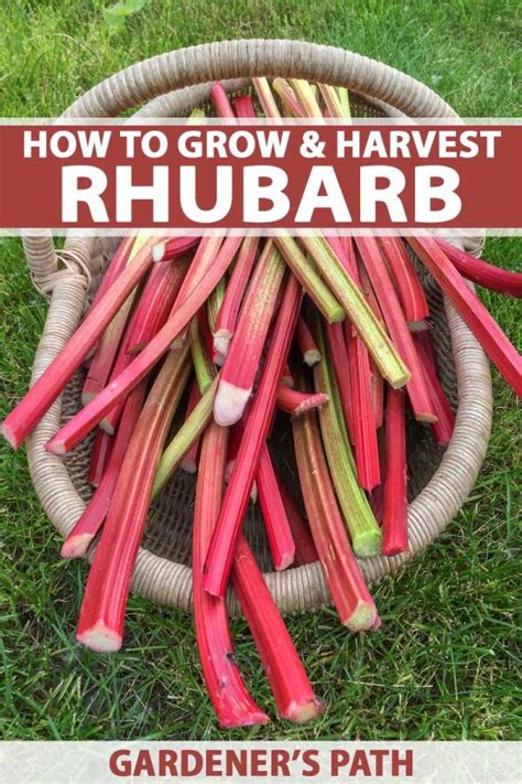 How To Grow And Care For Rhubarb Plants Gardeners Path