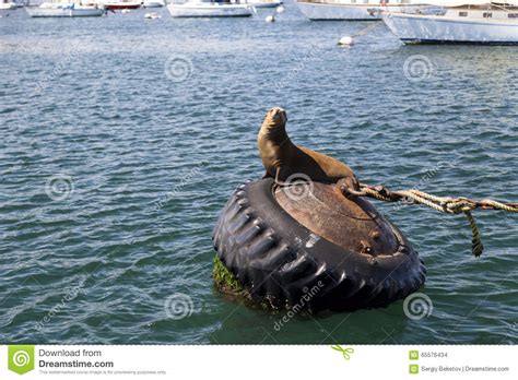 Sea Lions And Seals On The Pier In Monterey California Stock Photo