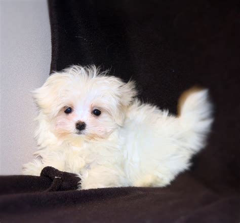 Please let me know if you'd like to reserve one of these little cutie pies or place a deposit because they are going fast. Maltese Puppies For Sale | Cypress, TX #296020 | Petzlover
