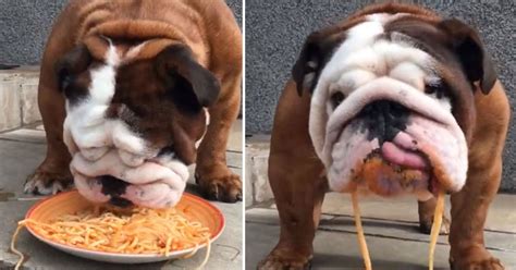 The best gifs are on giphy. Video Of An Adorable Bulldog Eating Spaghetti - Small Joys