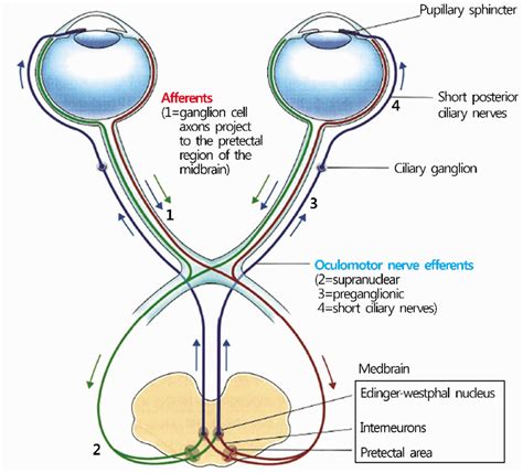 Pupillary Light Reflex And Pupillary Light Reflex Test