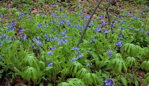 Planting Virginia Bluebells What You Need To Know