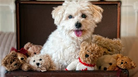19 Teddy Bear Dog Breed A Complete Guide Pets Nurturing