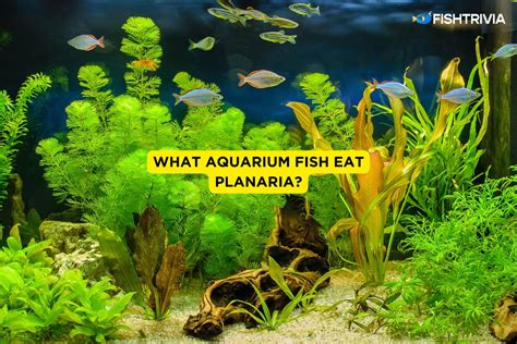 7 Aquarium Fish That Eat Planaria Updated Fishtrivia