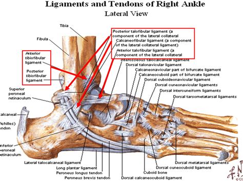 Image Lateralankle For Term Side Of Card Ligament Tear Ligaments And