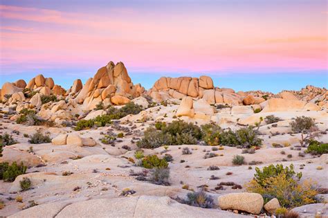 Shutterstock169024493 Joshua Tree National Park Désert De Mojave