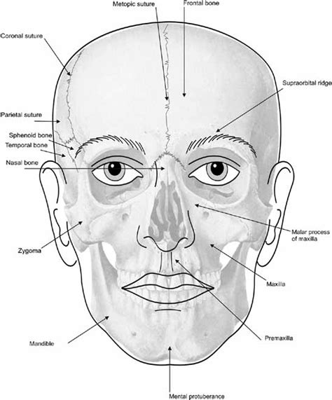 Pin By Sal De Santis On Facial Anatomy Facial Anatomy Anatomy Bones