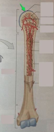 #a labeled long bone #long bone labeled diagram #long bone. Long Bone Labeled Quizlet - Parts Of A Long Bone Diagram ...