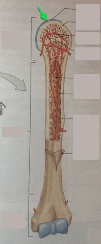 Dimitrios mytilinaios there are five types of human bones: Long Bone Labeled Quizlet - Parts Of A Long Bone Diagram ...