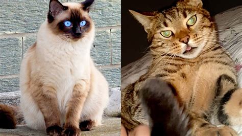 Who Wins Bengal Cat Vs Siamese Cat Youtube