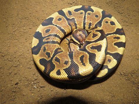 Yellow Bellied Royal Ball Python Hypoallergenic Dog Food Pet Snake