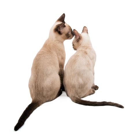 Siamese Cats Stock Image Image Of Color Sieblings Danger 37232131