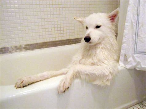 Just A Relaxing Night In The Bath I Love Dogs Puppy Love Cute Dogs
