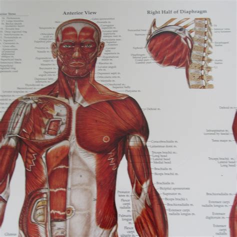 Muscular Anatomical Chart Giant Large Muscle Anatomy Poster My Xxx Hot Girl