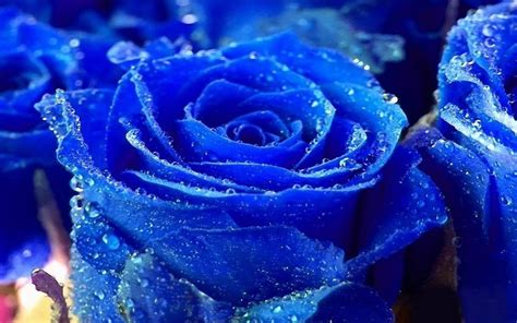 Looking for the best wallpapers? Rose Water Drops Blue Colour Pictures Beautiful Flower ...
