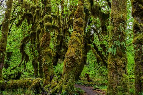 Hoh Rain Forest And Rialto Beach Guided Hiking Tour Olympic Hiking Co